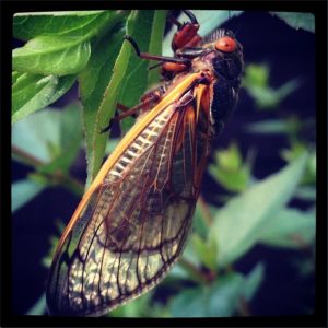 One of the first cicadas to emerge in my neighborhood in Charlottesville, May 15, 2013.