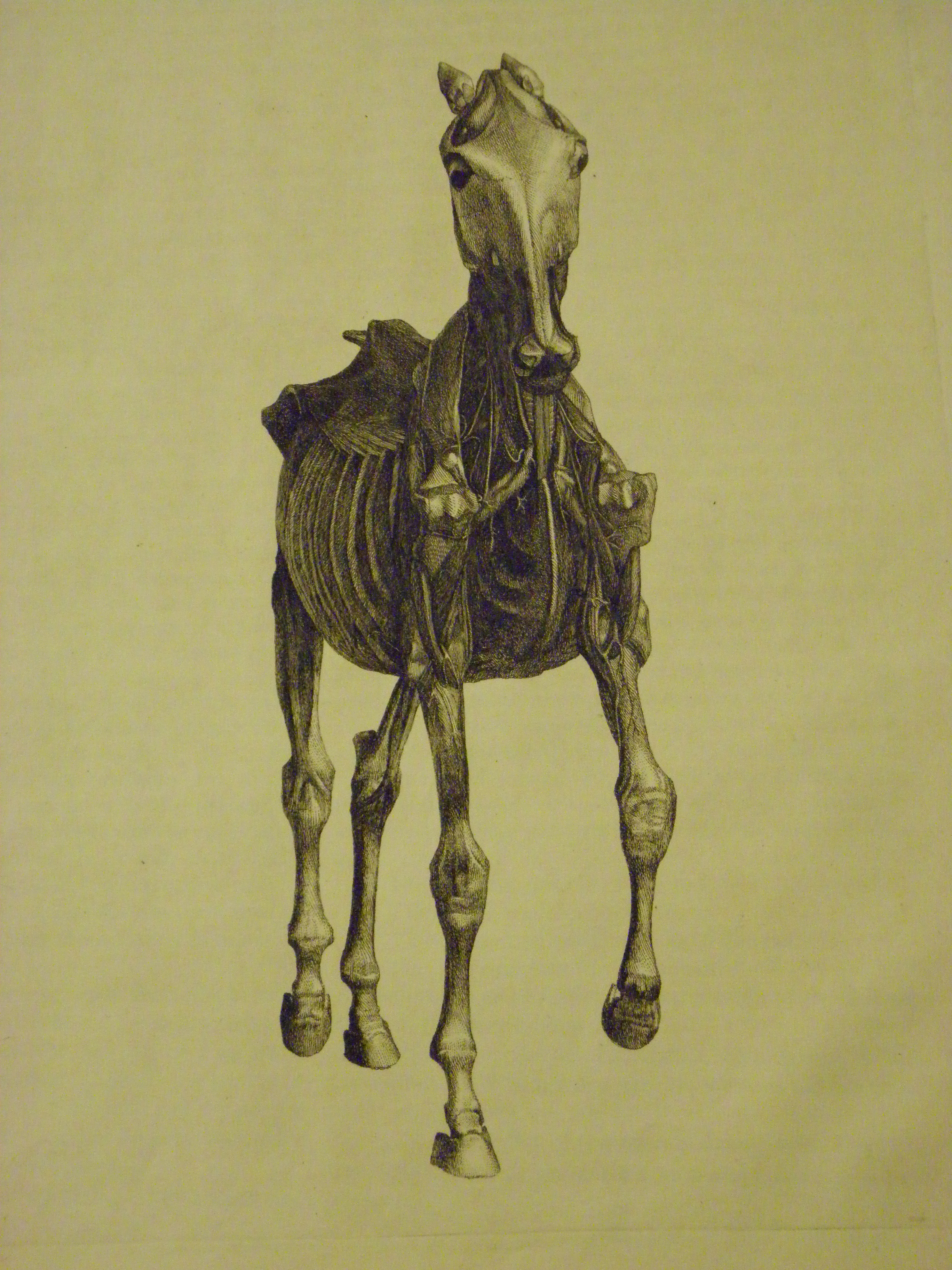 This is the first edition of The anatomy of the horse: Including a particular description of the bones, cartilages, muscles, fascias, ligaments, nerves, arteries, veins and glands (1766) by George Stubbs, painter. Scott Fund SF 765 .S8 1766. Marion duPont Scott Sporting Collection. Photograph by Donna Stapley)