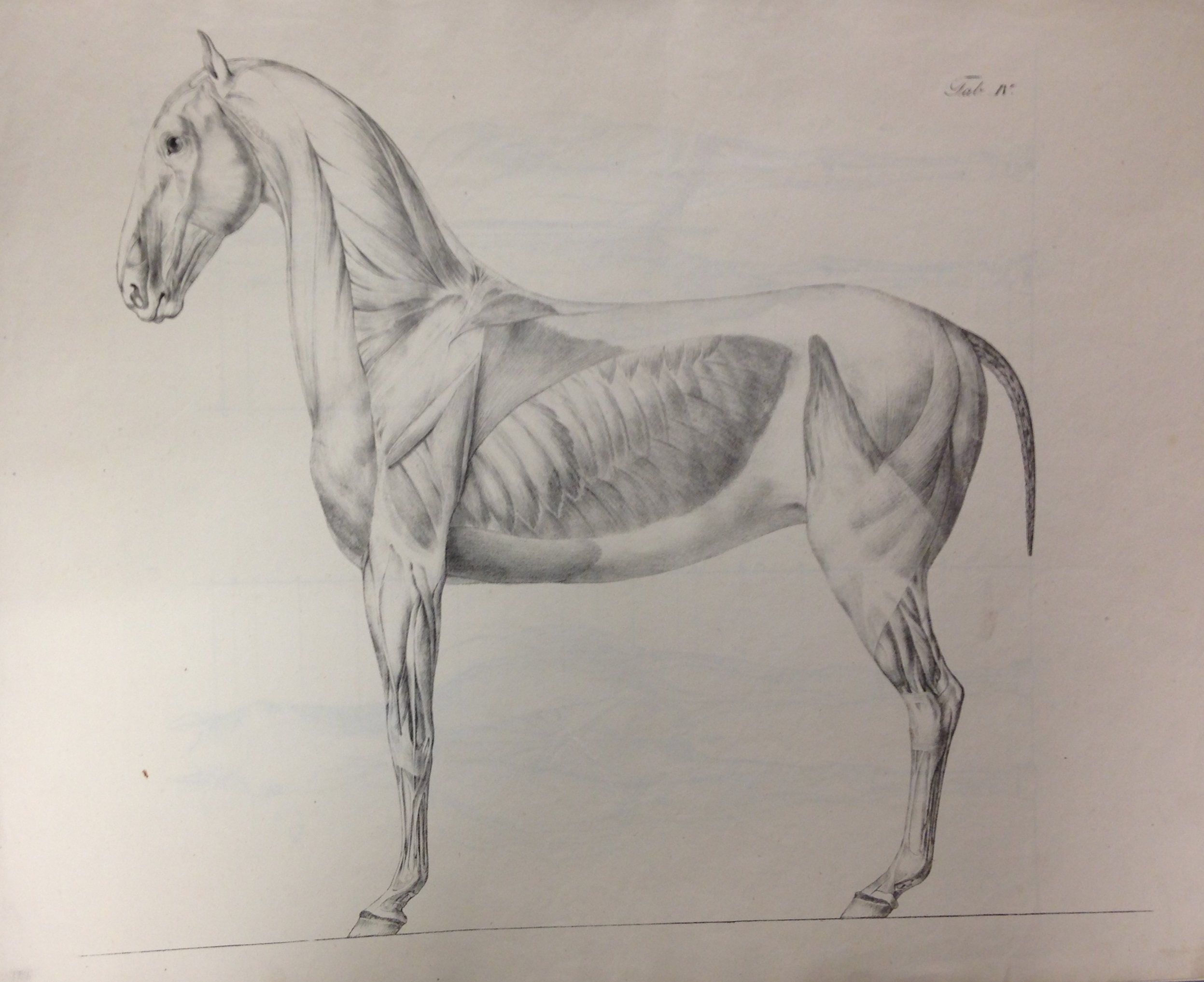A lithographed plate from Konrad Ludwig Schwab. Anatomische Abbildungen des Pferdekörpers (Munich, 1820 ) (SF765 .S45 1820)