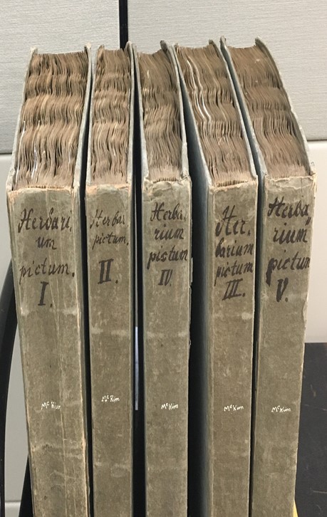 The five volumes of Herbarium Pictum—each in a grey paper wrapper with handwritten lettering on the spines. 