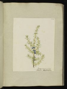 Juniperus communis (tree)
