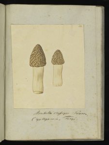 Morchella crassipes persoon (Thick-footed morel)