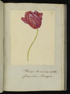 Tulipae gesnerianae