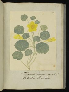 Tropaeoli mineris