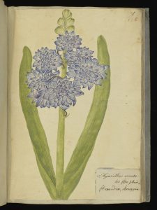 Hyacinthus orientalus 