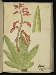 Aloe americana folio triangula maculoso flore 